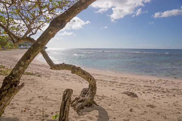 Tropická pláž Guadeloupe — Stock fotografie
