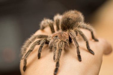Şili gül tarantula - grammostola rosea