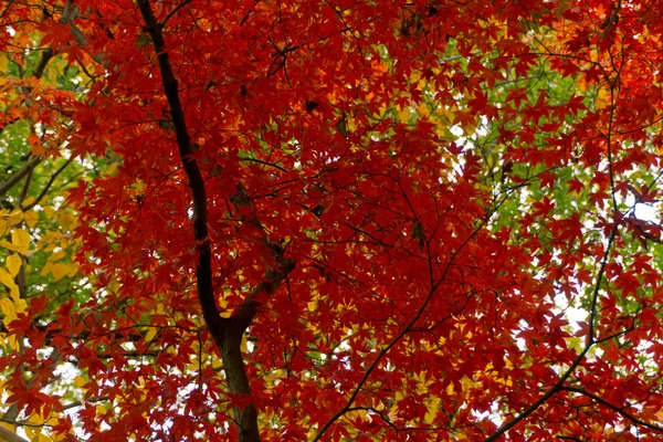 Maravilloso color de los árboles — Foto de Stock