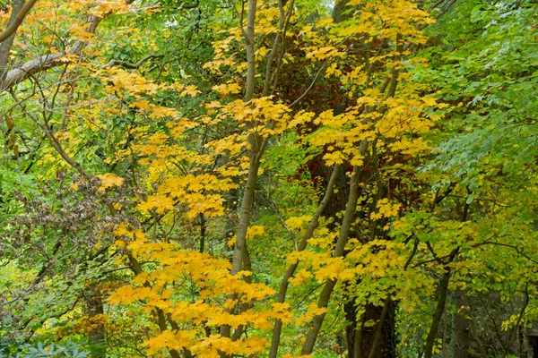 Wonderful coloring of the trees — Stock Photo, Image