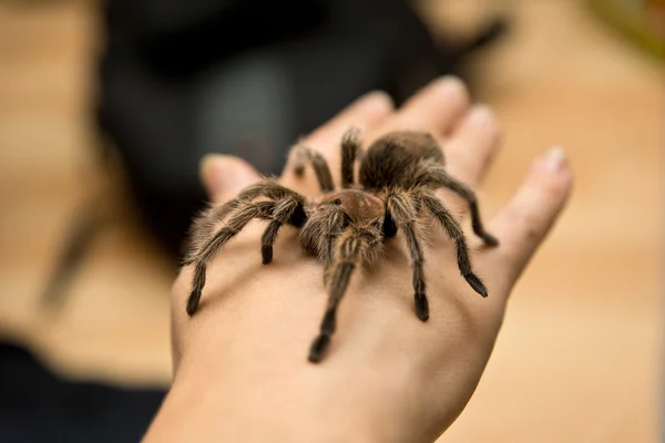 Chileense roze tarantula - grammostola rosea — Stockfoto