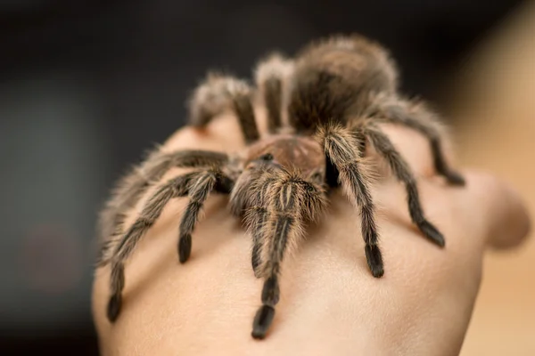 Tarántula de rosa chilena - Grammostola rosea — Foto de Stock