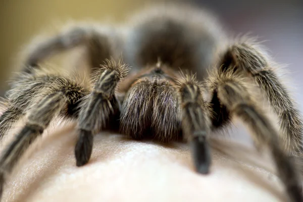 智利玫瑰狼蛛-grammostola 景天 — 图库照片