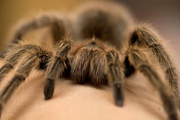 Chilské růžové tarantule - grammostola rosea — Stock fotografie