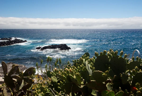 Rocky södra kusten av Madeira — Stockfoto