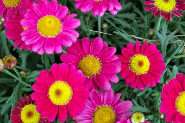 Kırmızı marguerites