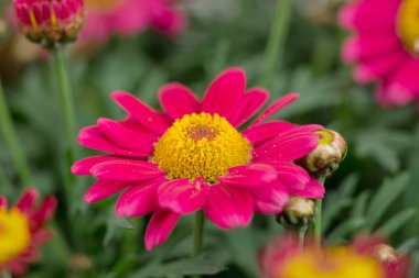 Kırmızı marguerites