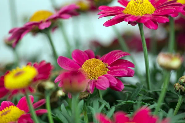 Margueritas rojas —  Fotos de Stock