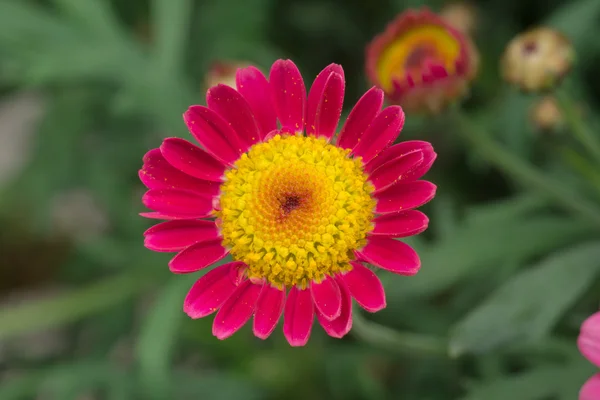 Rote Margeriten — Stockfoto