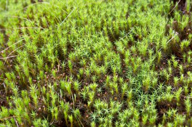 Yeşil yosun doğal halı