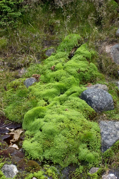 Alfombra natural de musgo verde —  Fotos de Stock