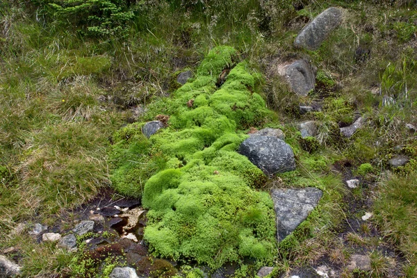Natuurlijke tapijt van groene mos — Stockfoto