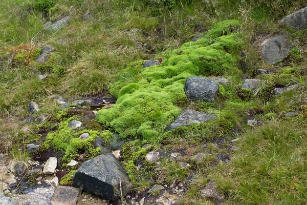 自然緑の苔の絨毯 — ストック写真