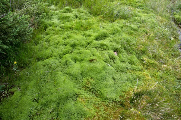 自然緑の苔の絨毯 — ストック写真