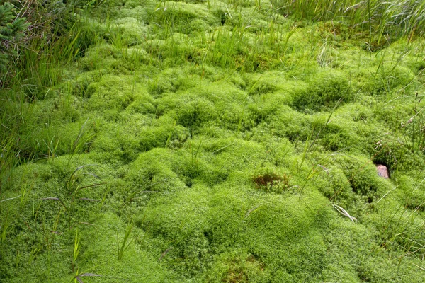 Alfombra natural de musgo verde — Foto de Stock