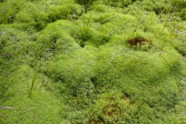 自然緑の苔の絨毯 — ストック写真