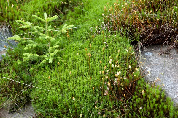 自然緑の苔の絨毯 — ストック写真