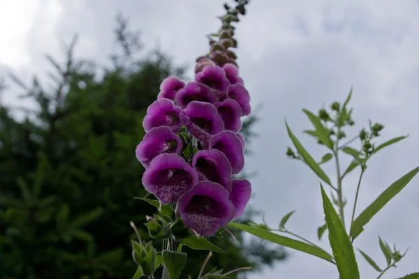 Virág gyűszűvirág, Digitalis — Stock Fotó