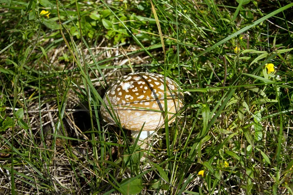 Paddenstoel — Stockfoto