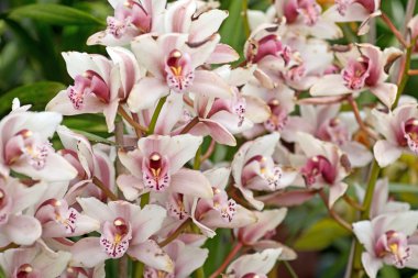 parkta güzel orkide