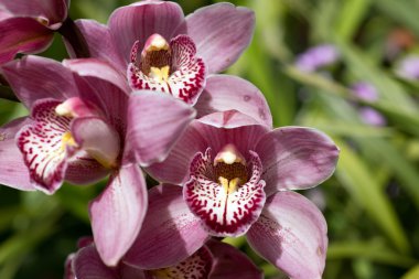 parkta güzel orkide