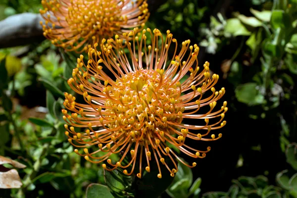 Proteia, beautiful flower, Madeira — Stock Photo, Image