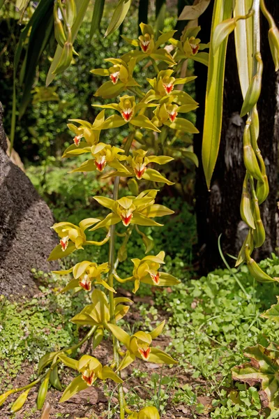 Schöne Orchidee im Park — Stockfoto