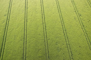 Yeşil mısır tarlası