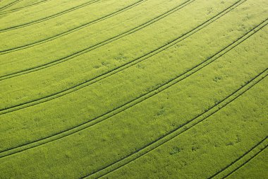 Yeşil mısır tarlası
