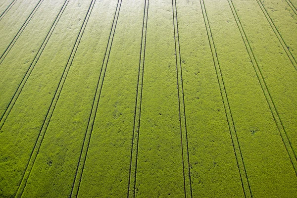 Grünes Maisfeld — Stockfoto
