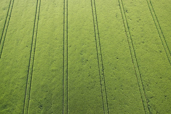 Vihreä maissipelto — kuvapankkivalokuva
