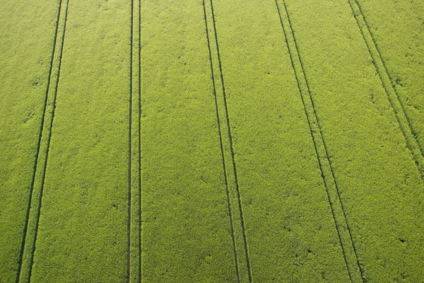 Campo di mais verde — Foto Stock