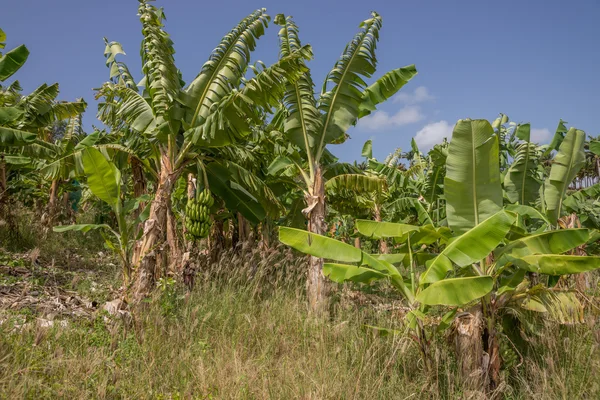 Banana Plantation — Stock Photo, Image