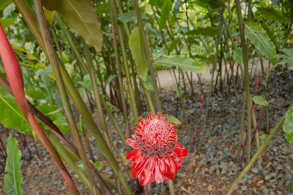 Red Torch ginger flower in Martinique — Stock Photo, Image