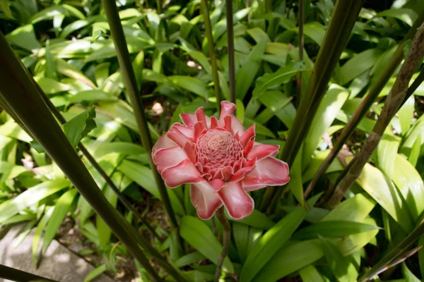 マルティニークの赤トーチ ジンジャーの花 — ストック写真