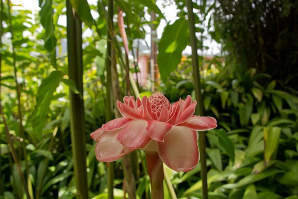 Red Torch ginger flower in Martinique — Stock Photo, Image