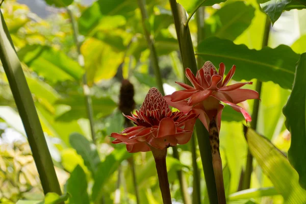 Flor de gengibre da tocha vermelha na Martinica — Fotografia de Stock