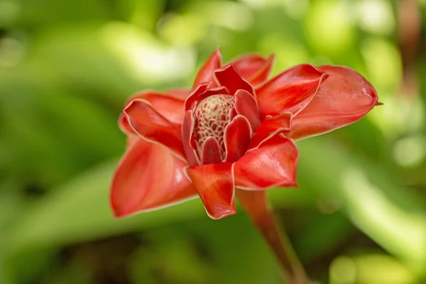 Flor de gengibre da tocha vermelha na Martinica — Fotografia de Stock