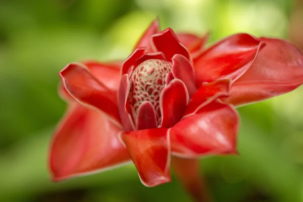 Fiore di zenzero Red Torch in Martinica — Foto Stock