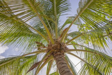 palmiye yaprakları arka plan