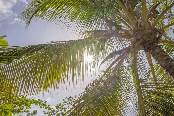 Hojas de palma fondo — Foto de Stock