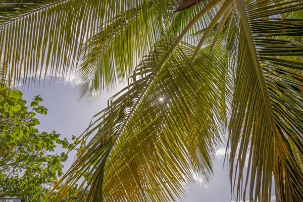 Palmblad bakgrund — Stockfoto