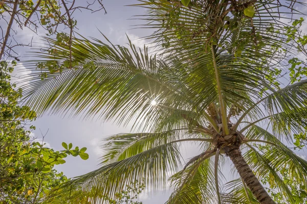 Hojas de palma fondo — Foto de Stock