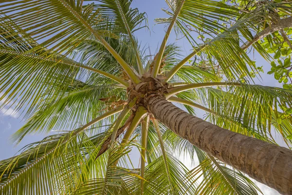 Hojas de palma fondo — Foto de Stock