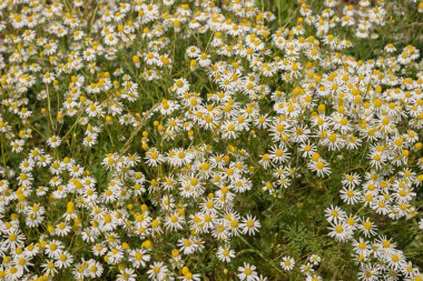 papatya, papatya alan bitkiler