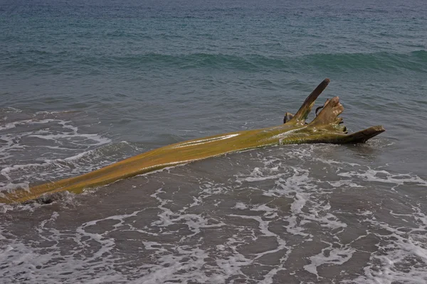 Houten flotsam op Caribische strand — Stockfoto