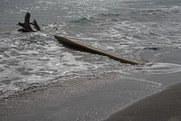 Houten flotsam op Caribische strand — Stockfoto