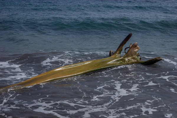 Houten flotsam op strand — Stockfoto