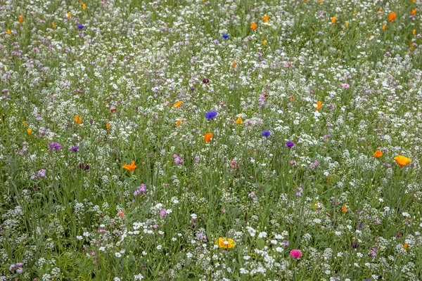 Colorful flower meadow in summer — Stock Photo, Image