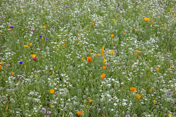 Färgstark blomma äng i sommar — Stockfoto